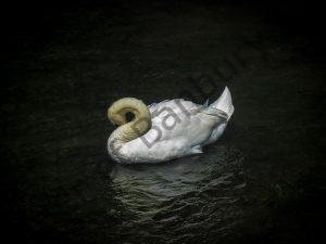 A Swan Preening by Zoe Meredith