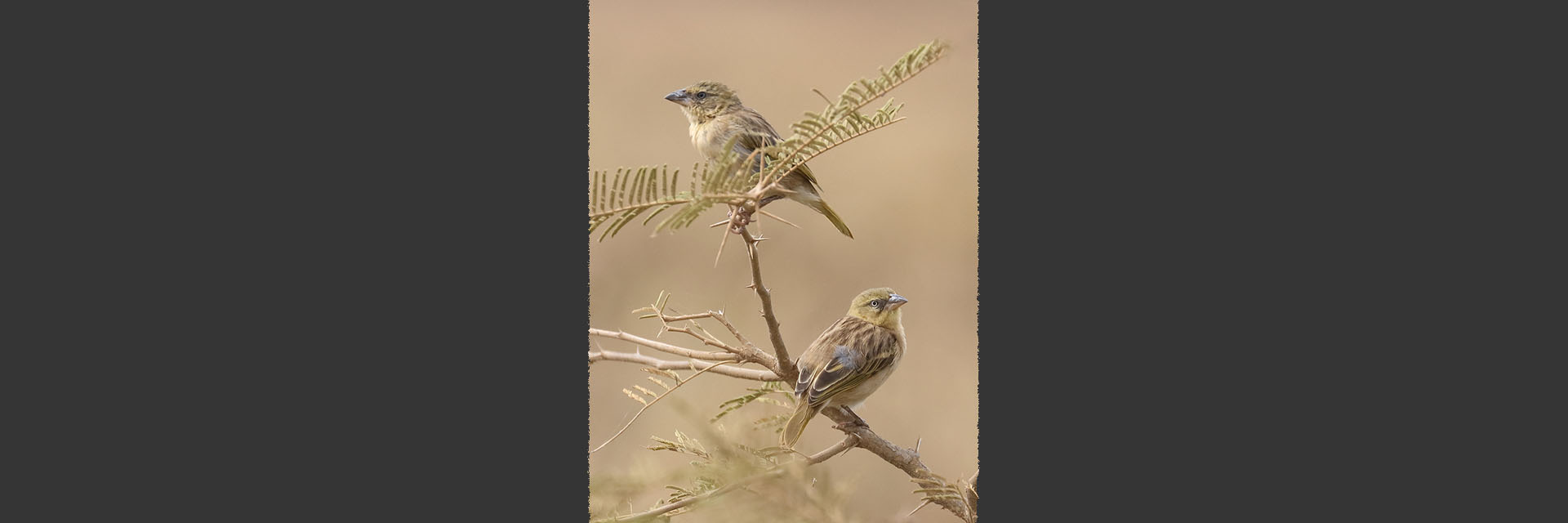 A pair of finches
