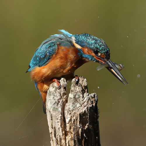 Kingfisher by Barry Boswell
