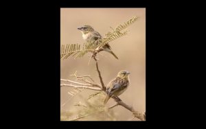 A Pair Of Finches