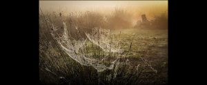 Early Morning Webs