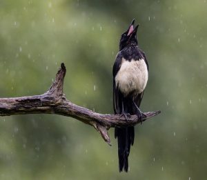 Singin in the rain