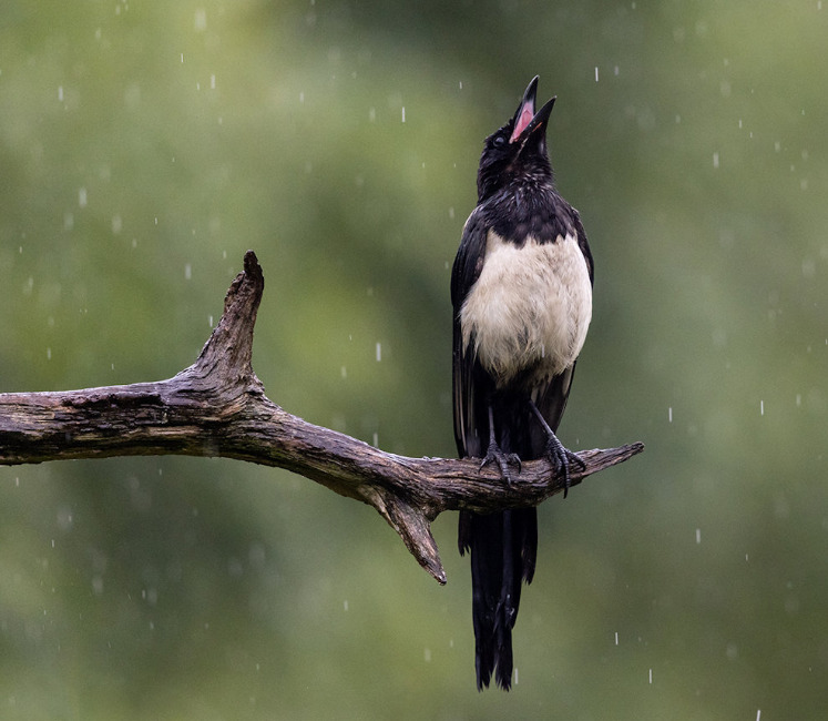 Singin in the rain