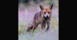 Young Wet Vixen by Jeff Youngman