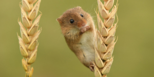 fieldmouse