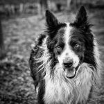 Shep by Jeff Youngman