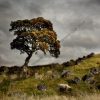LONELY SHEEP by Valentina