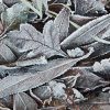 Frozen Leaves