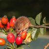 Harvest Mouse
