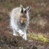 A Mountain hare ran by by Barry Boswell