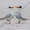Dancing Terns by Peter Fisher