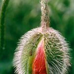 Isabel Smith-Poppy bud