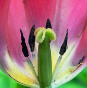 Inner Secrets Of A Tulip - John Buttress
