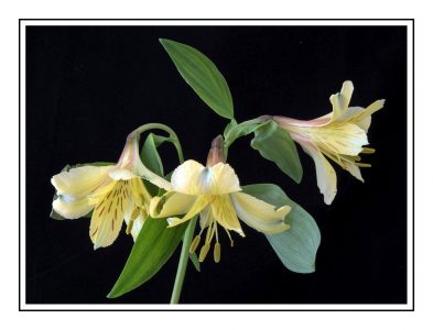 ALSTROEMERIA By John Buttress