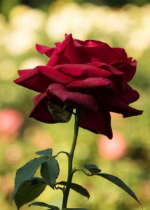 Red Rose By John Buttress