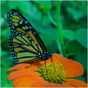 Do my Wings Mach the Flower by john buttress