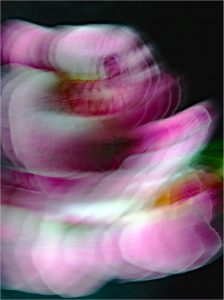 Spinning Orchid