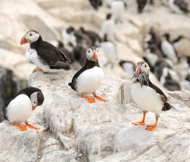I Said I'd Bring Lunch by Diane Berridge