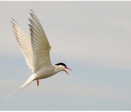 Cry of the Open Sky by Diane Berridge